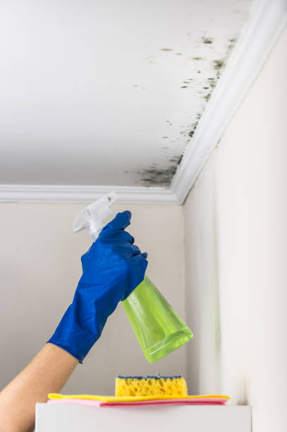 Crawl Space Mold Removal in Stanford, KY